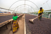 DECAF - Rwenzori - Natural