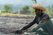Ethiopia - Sidama Damo - Natural