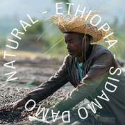 Ethiopia - Sidama Damo - Natural - omni