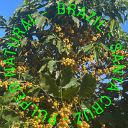 Brazil - Fazenda Santa Cruz - Pulped Natural - espresso