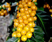 Brazil - Fazenda Santa Cruz - Pulped Natural
